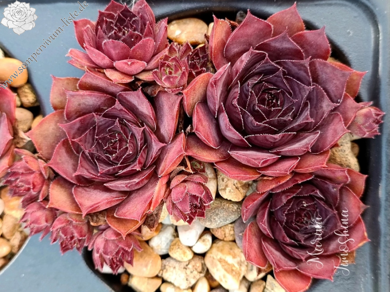 Drei kleine Schweinchen (NNG25)