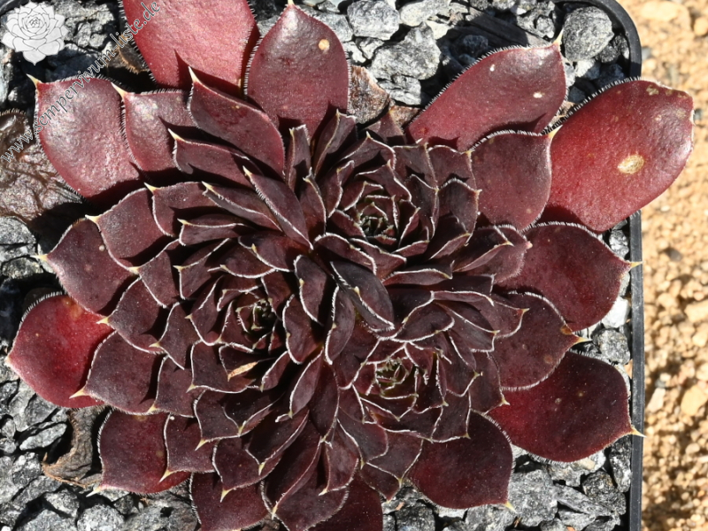 Korspelse Floteal / Jovi
