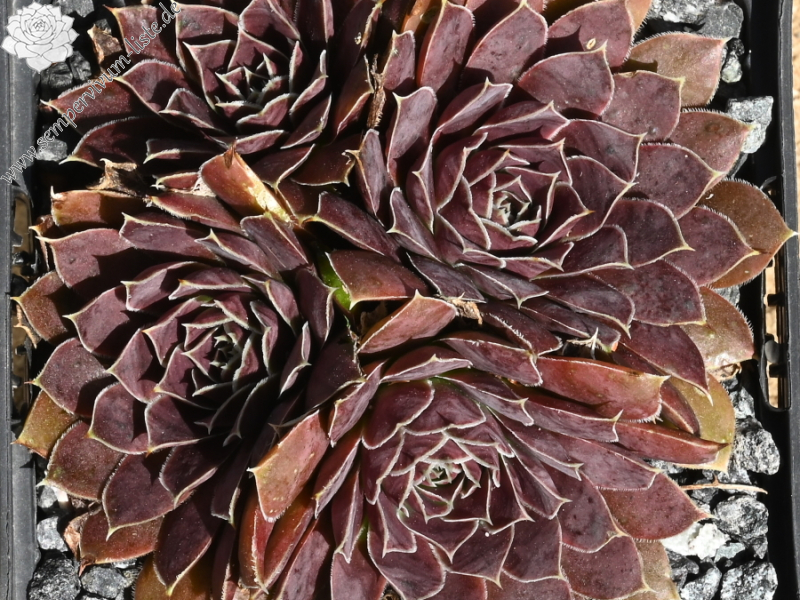 Korspelse Hervinia / Jovi