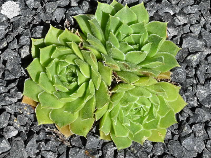 heuffelii from Pelister