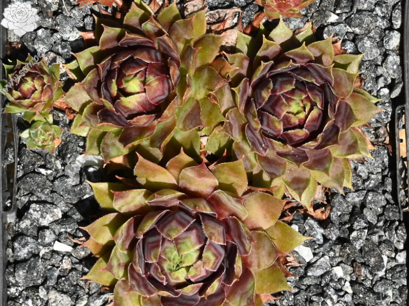 Innocentia