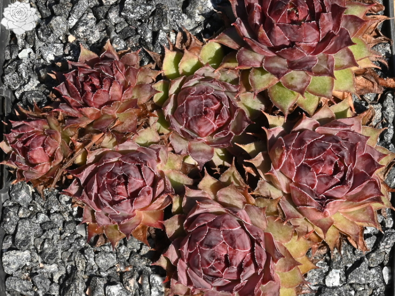 Pacific Purple Shadows