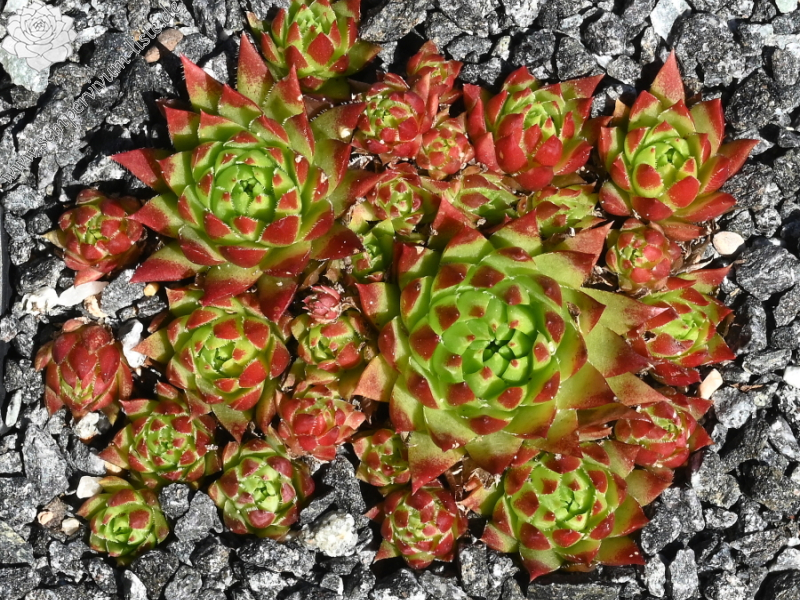 Summer Sprite / Jovi