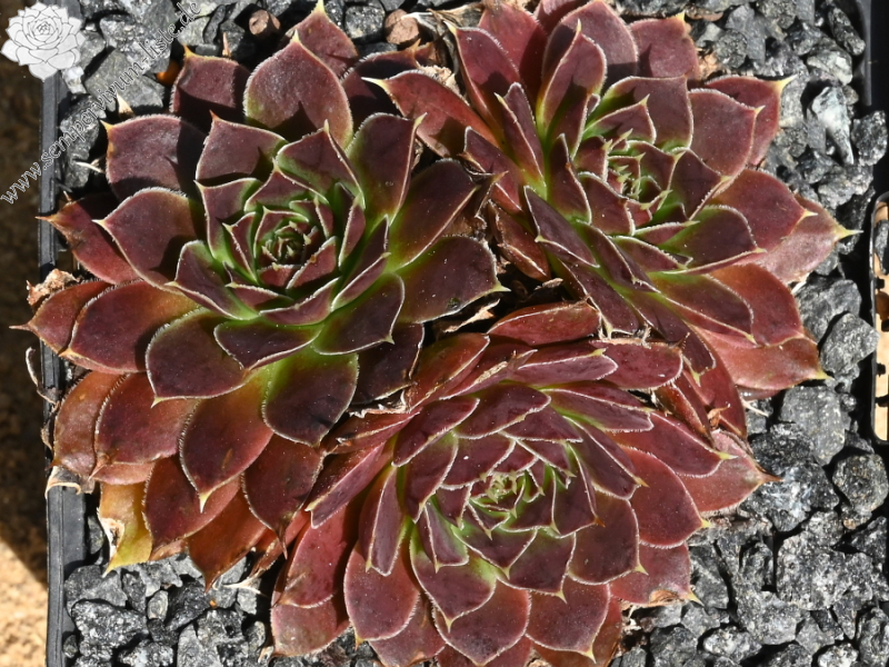 Aristobule / Jovi