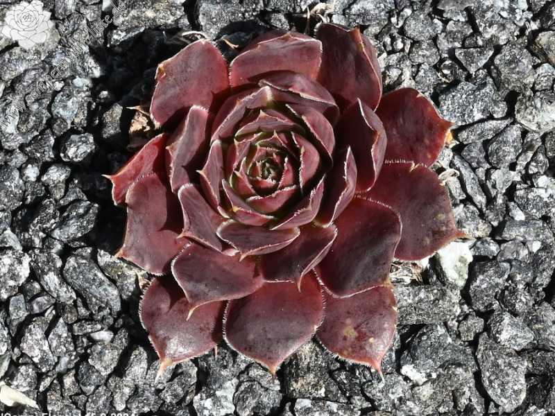 Campi Flegrie / Jovi