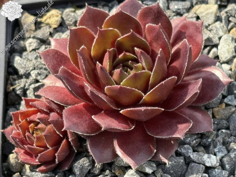 Teddy Bär I Love You (NNG)