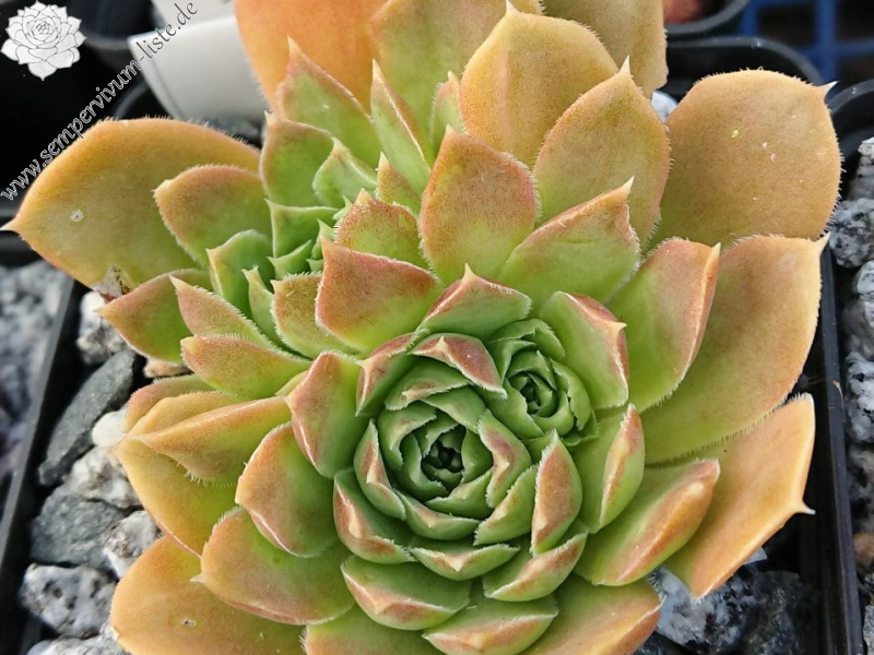 Xainte