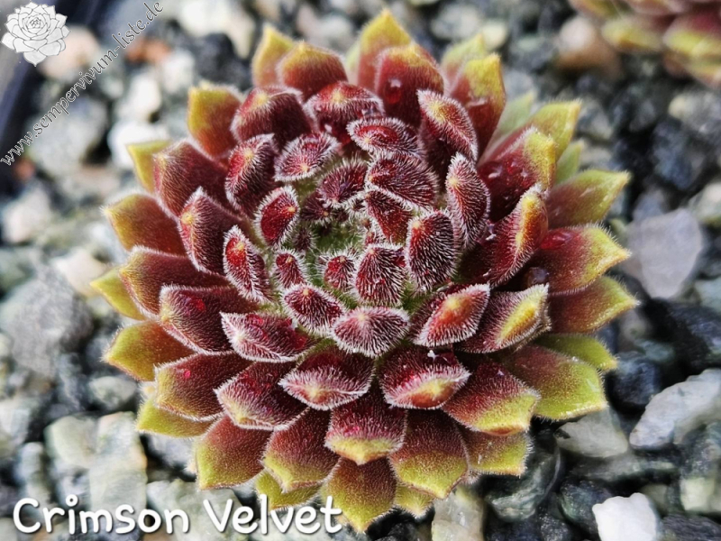 Crimson Velvet
