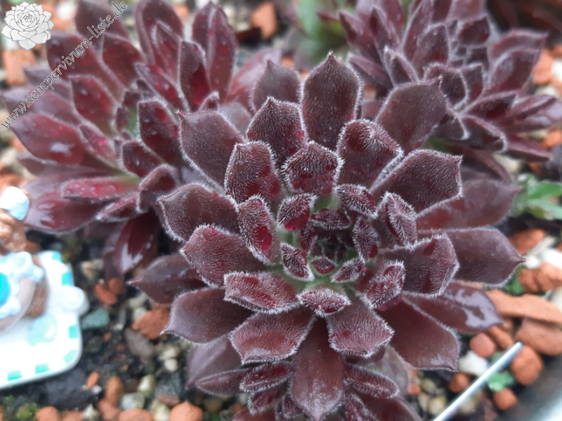 Schokoladen-Bär (NNG)