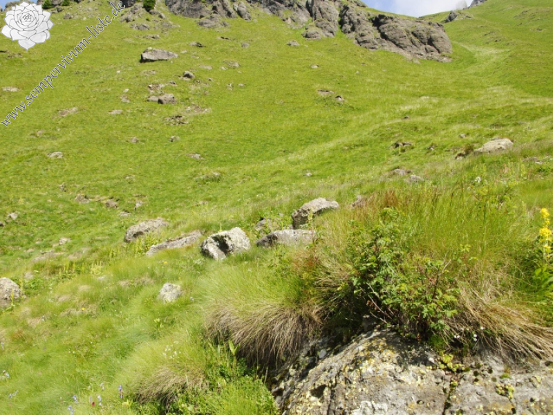 wulfenii from Cian de Stanzón