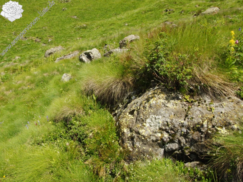 wulfenii from Cian de Stanzón