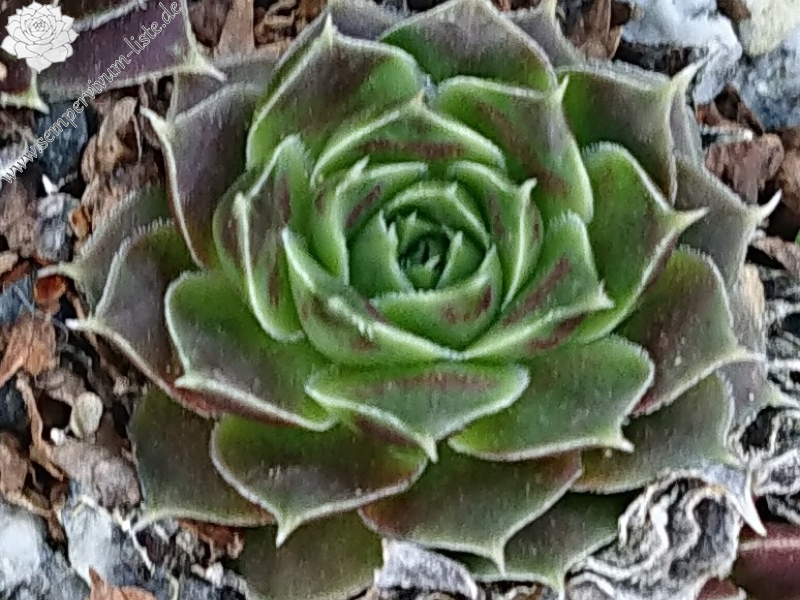 Limelight 
