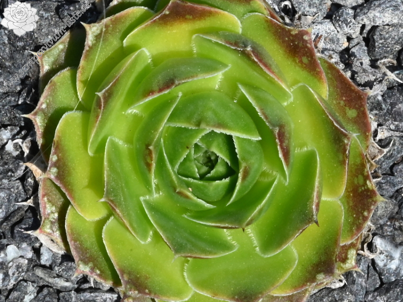 Excalisse / Jovi