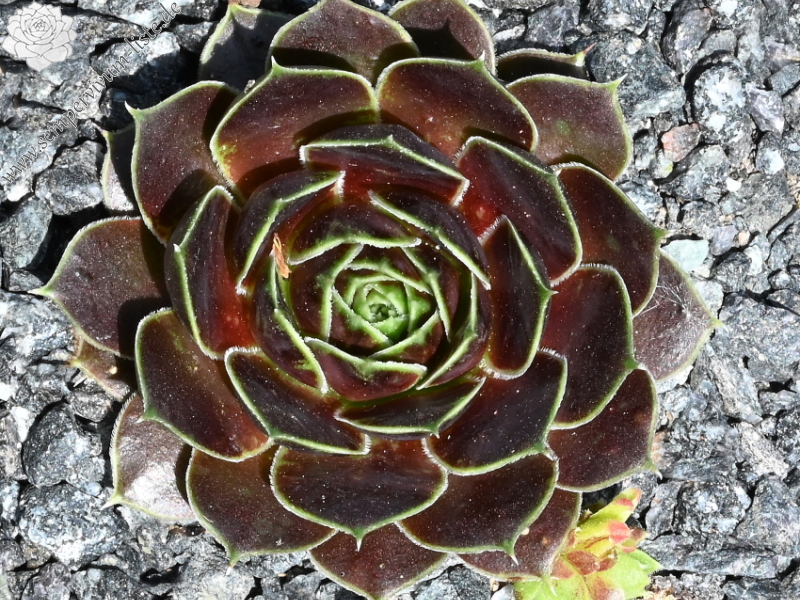 Furako / Jovi