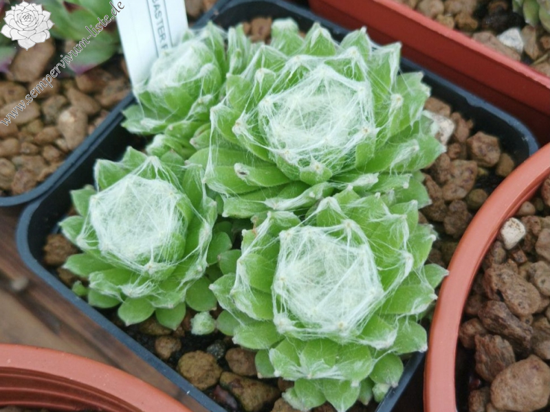 Alabaster (NG)