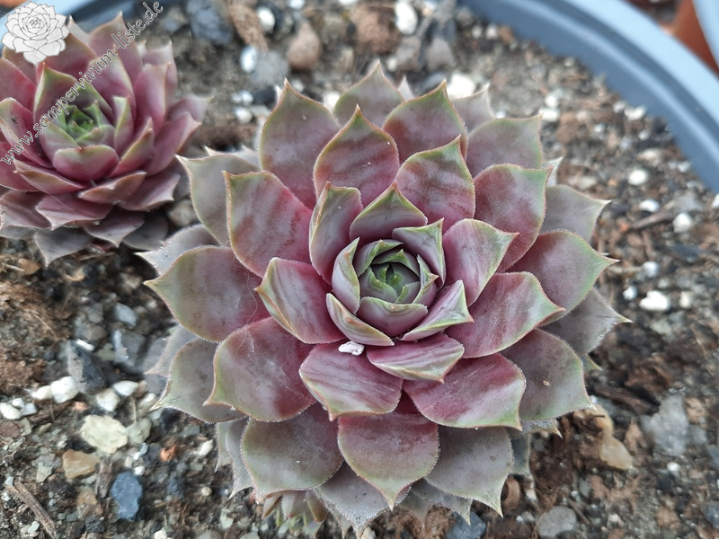 Andinn Casandra (NNG)