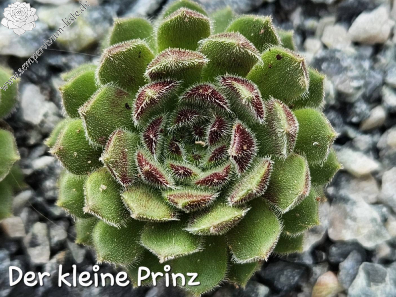 Der Kleine Prinz (NNG)