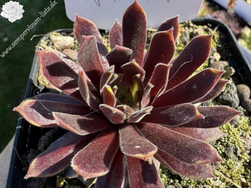 My pink Splash (NNG)