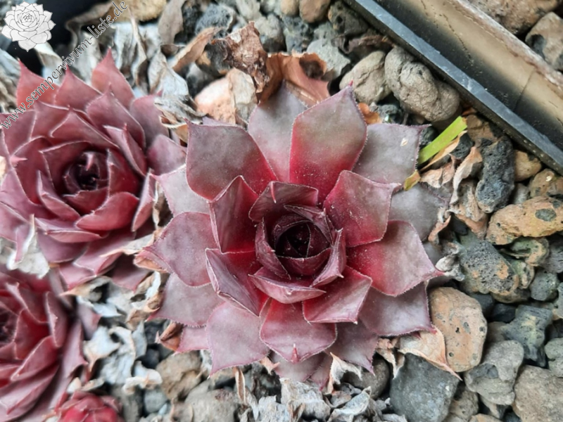 tectorum var. tectorum (triste)