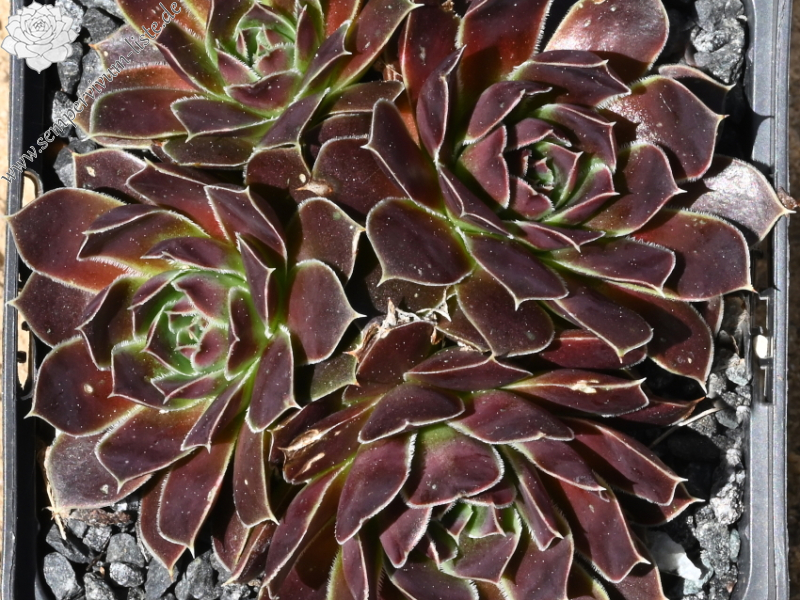 Korspelse Hervinia / Jovi