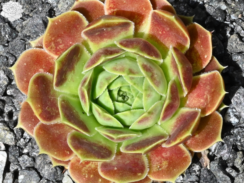 Neanias / Jovi