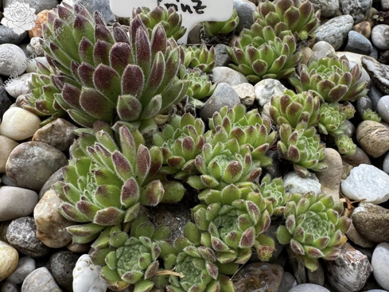 Der Kleine Prinz (NNG)