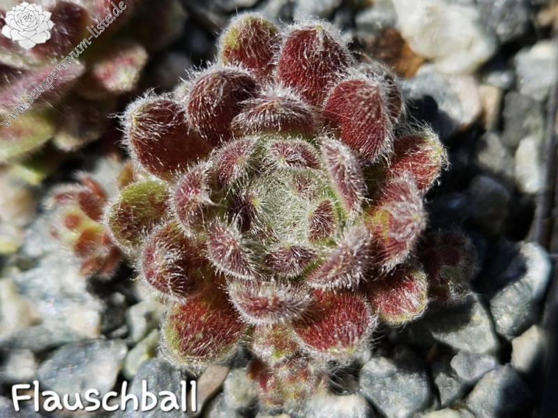 Flauschball (Netzfund) Brüggemann