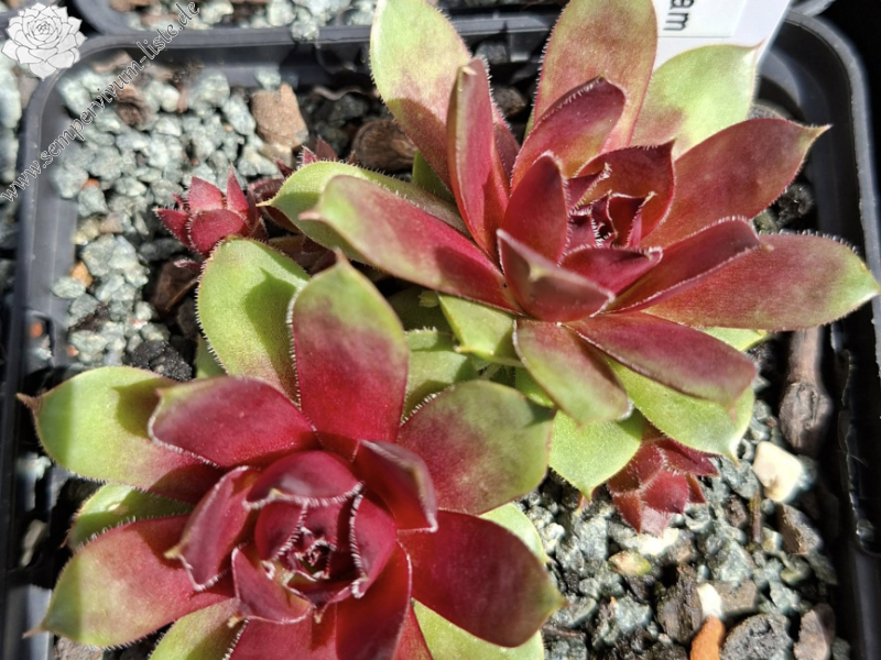 Forever Sam (Netzfund) Heim