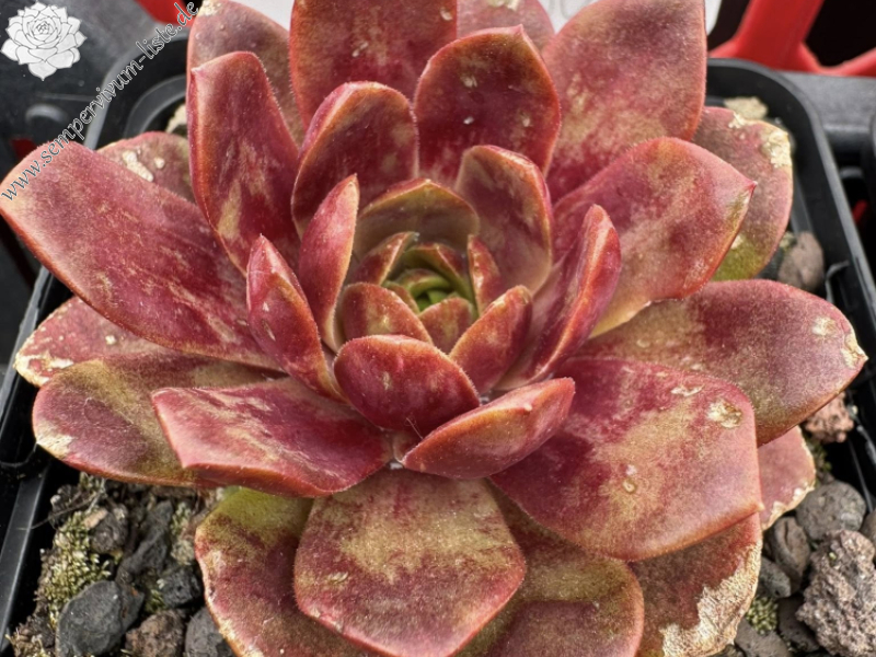 Harlekin Rockoon (NNG)