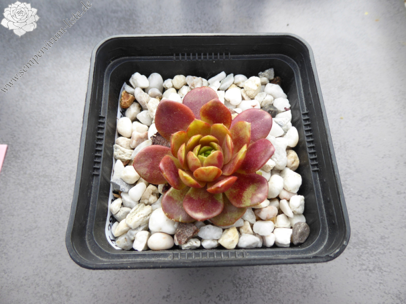 Harlekin Rockoon (NNG)