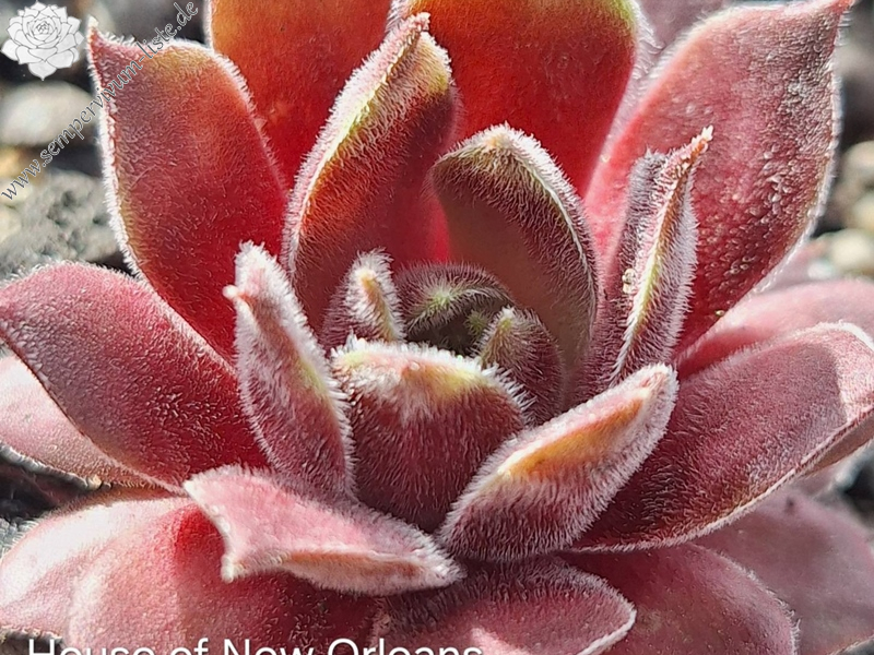 House Of New Orleans (NNG25)