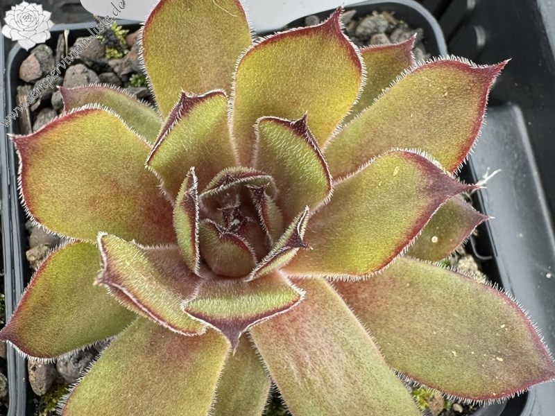 Juicy Orange (NNG25)