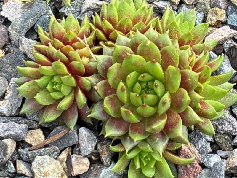 Koethener Stifte (NNG25)