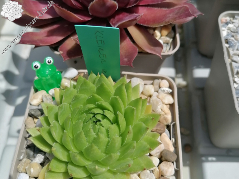 Kleiner Wasserfrosch / Jovi (NNG25)