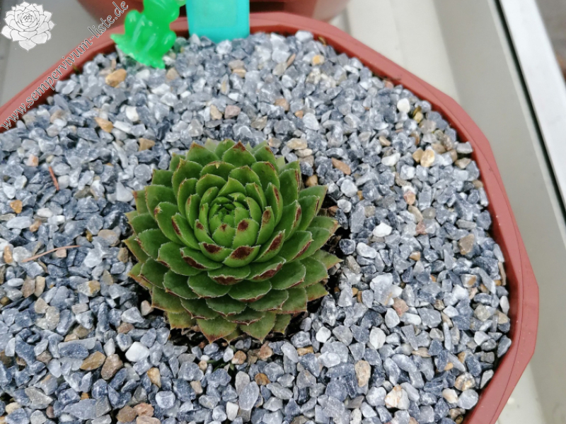 Kleiner Wasserfrosch / Jovi (NNG25)