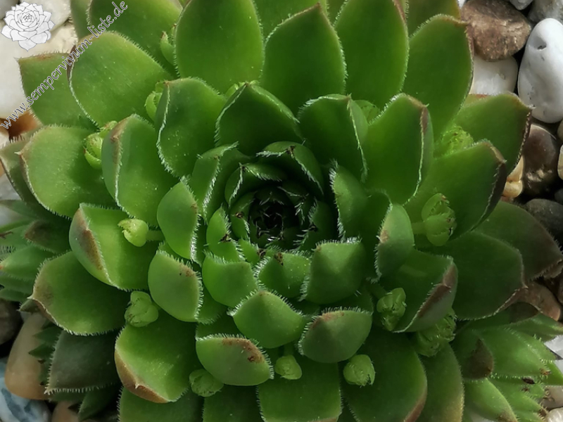 Kleiner Wasserfrosch / Jovi (NNG25)
