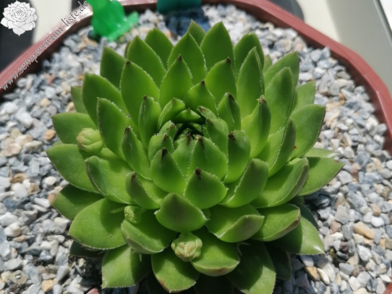 Kleiner Wasserfrosch / Jovi (NNG25)
