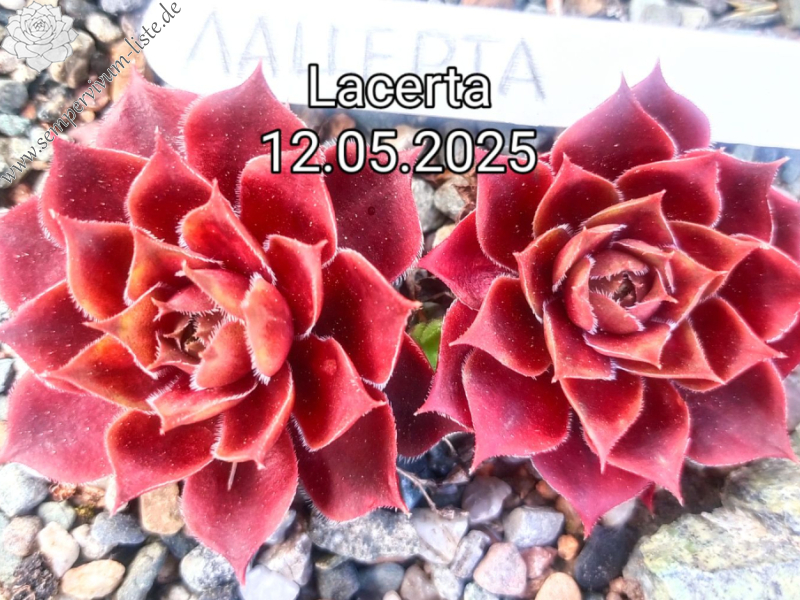 Lacerta (NG)