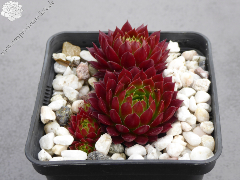 My cochinella (NNG)