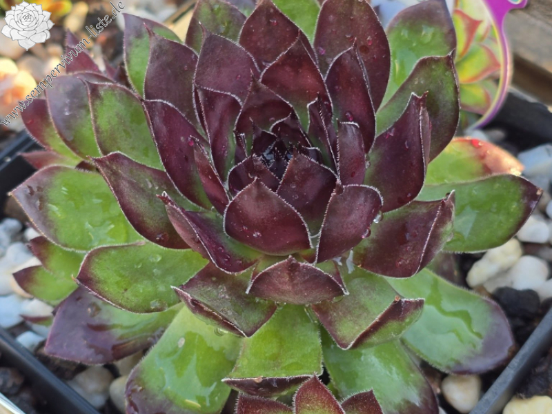 Chick Charmlettes® Olli Oddball™ (NG)