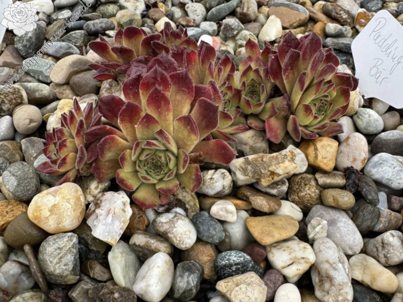 Paddington Bear (NNG)