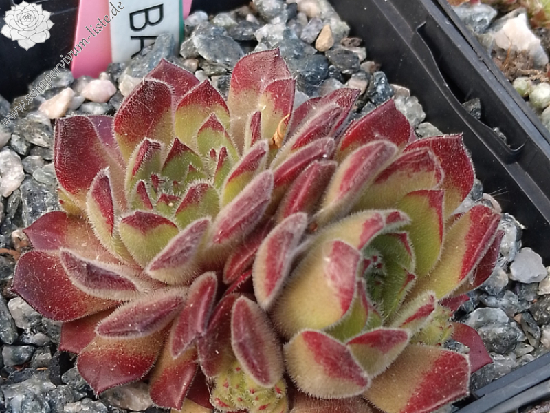 Paddington Bear (NNG)