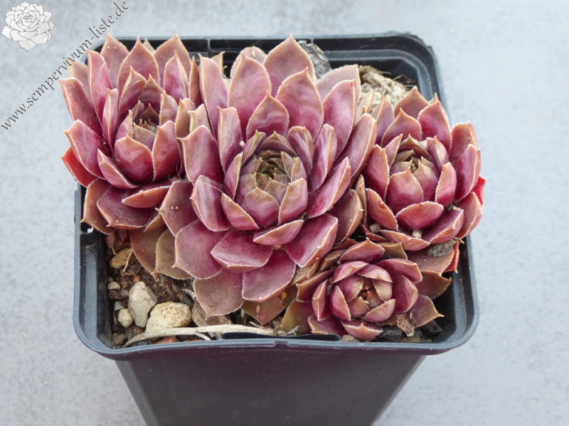 Pink Baby Girl (NNG25)