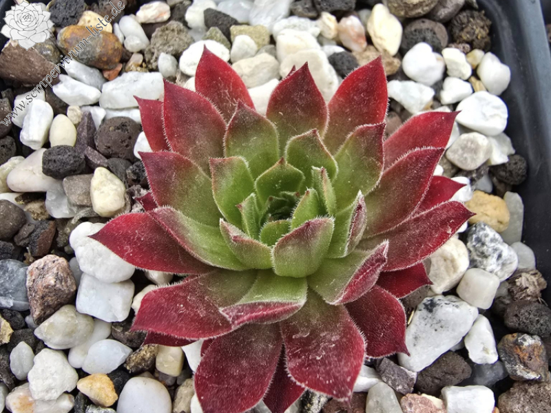 Pink Xenia (NNG)