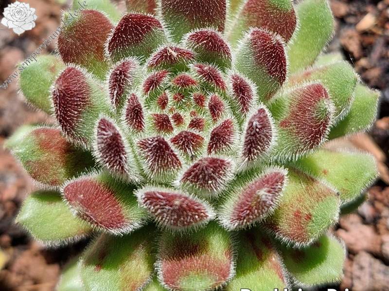 Der Kleine Prinz (NNG)