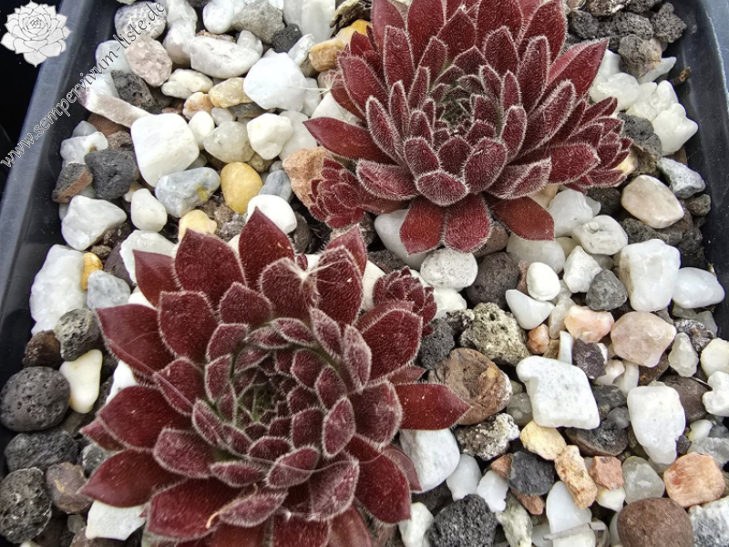 Schokoladen-Bär (NNG)