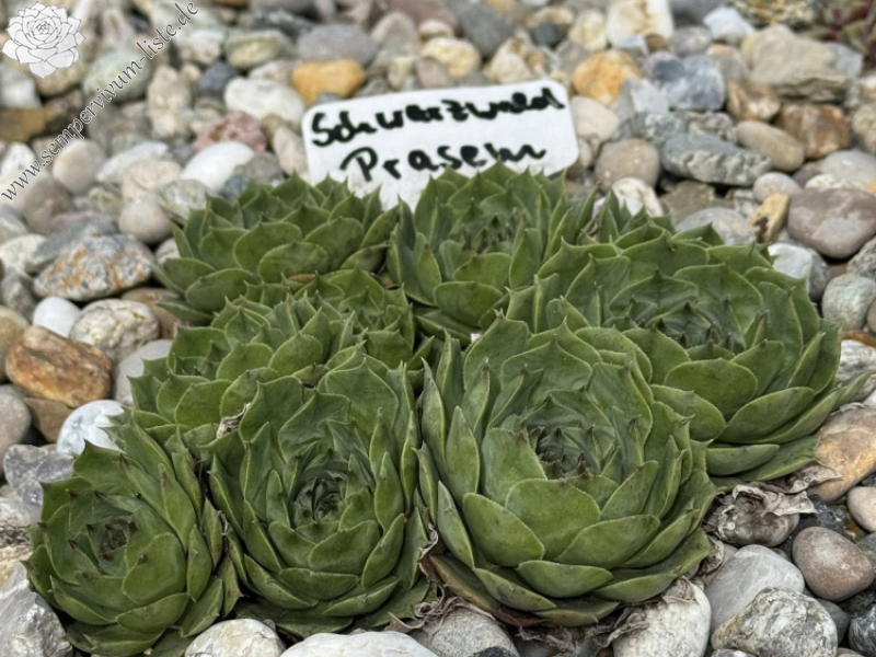 Schwarzwald Prasem (NNG)