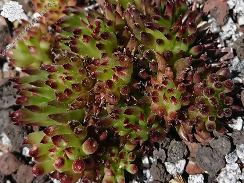 Swinegel (NNG25)