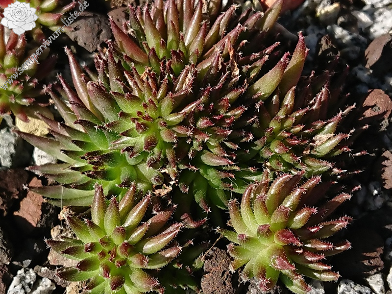 Swinegel (NNG25)