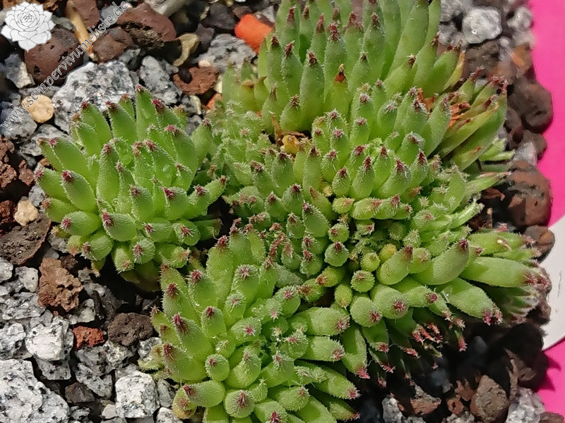 Swinegel (NNG25)